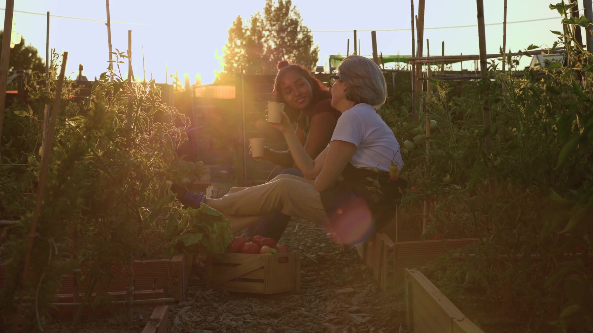 A productive allotment plot showing raised beds, paths and a variety of vegetables growing.