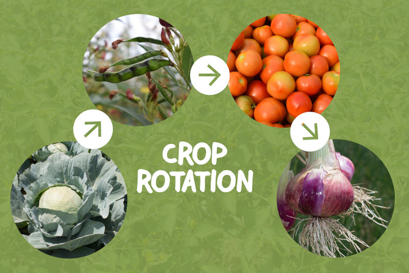 crop rotation graphic