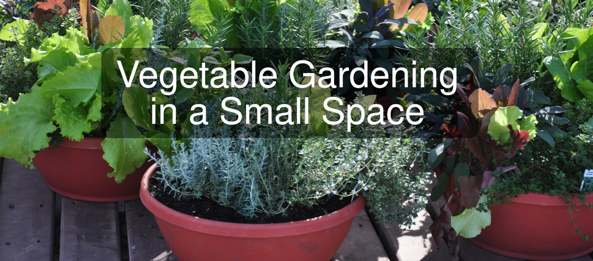 Some great tips for planning your vegetable garden or allotment if you only have limited space.