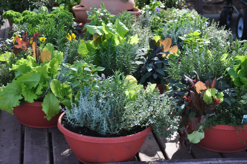 Containers with various vegetable included showing how to grow in a small space