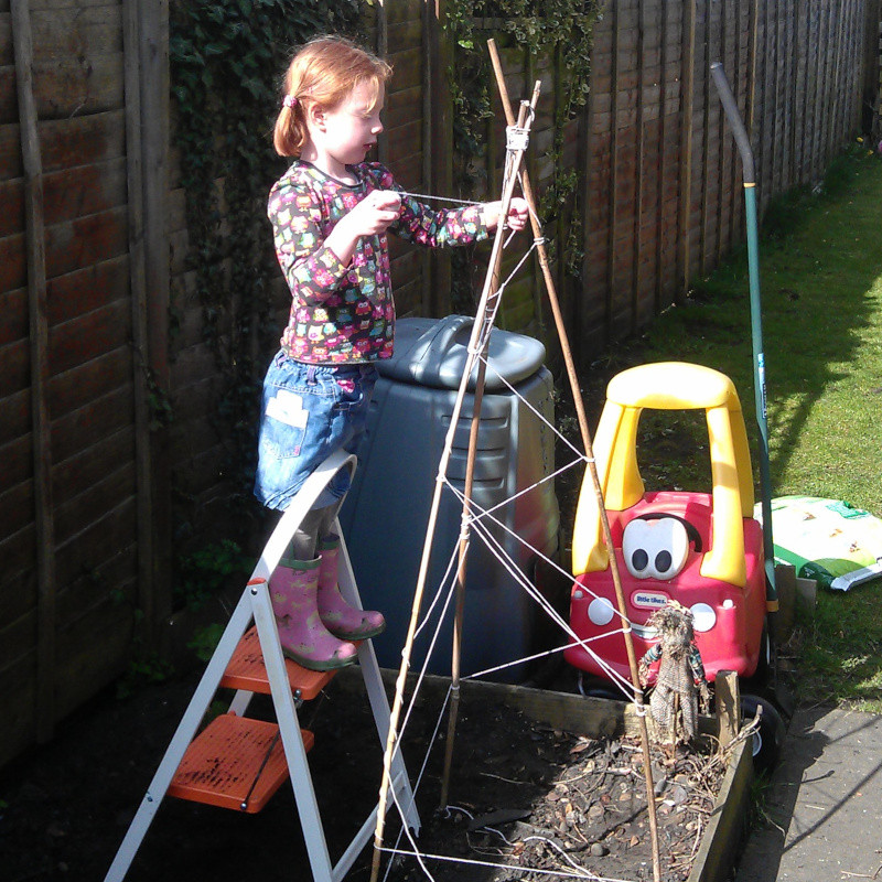 Girl preparing a tripod pole arrangement for beans to climb as a vertical garden